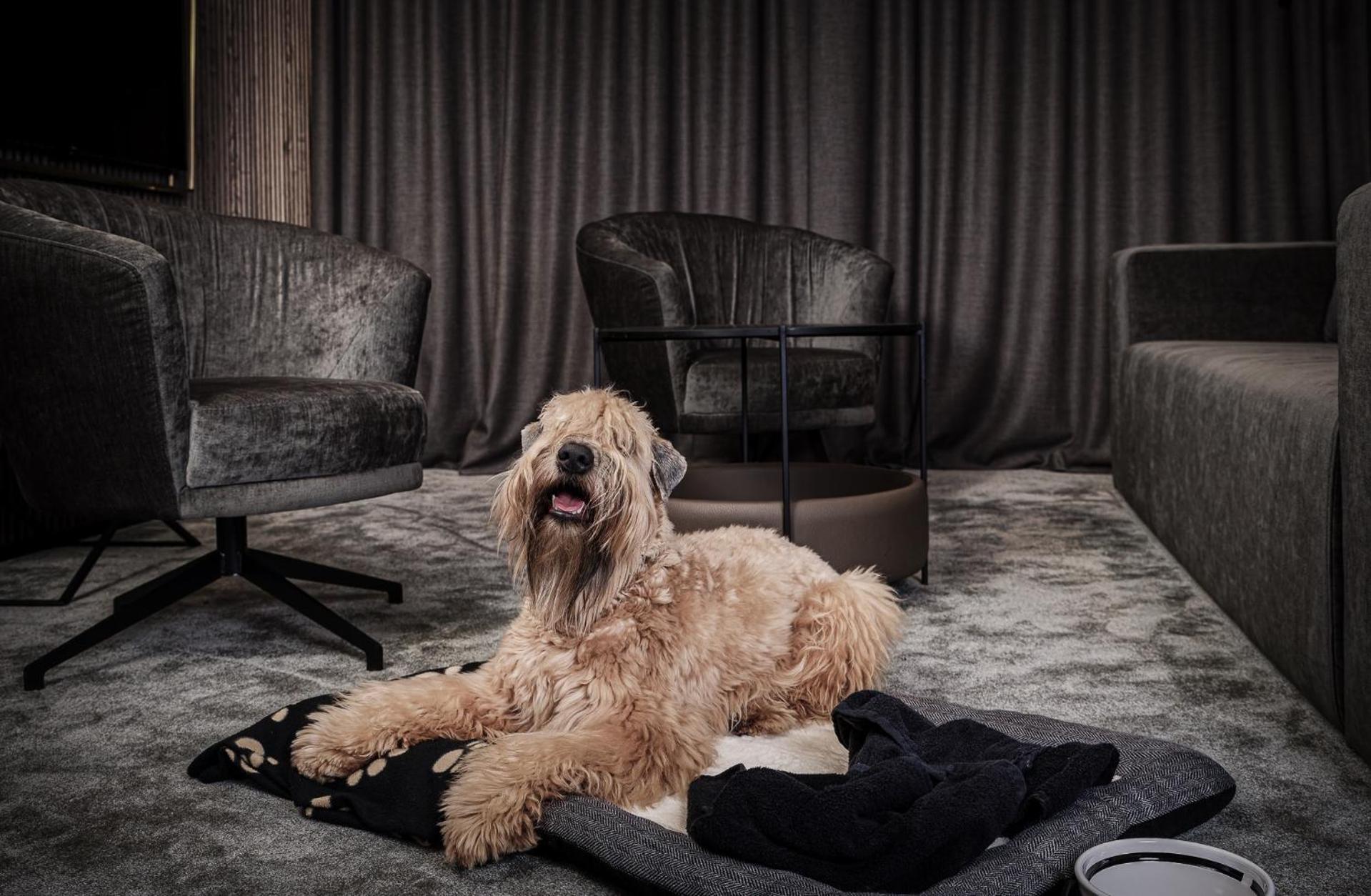 Mana Sleep & Spa Druskininkai Exterior photo A Labradoodle